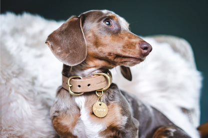 UYUM %uyum_store% Leather Dog Collar. Fir