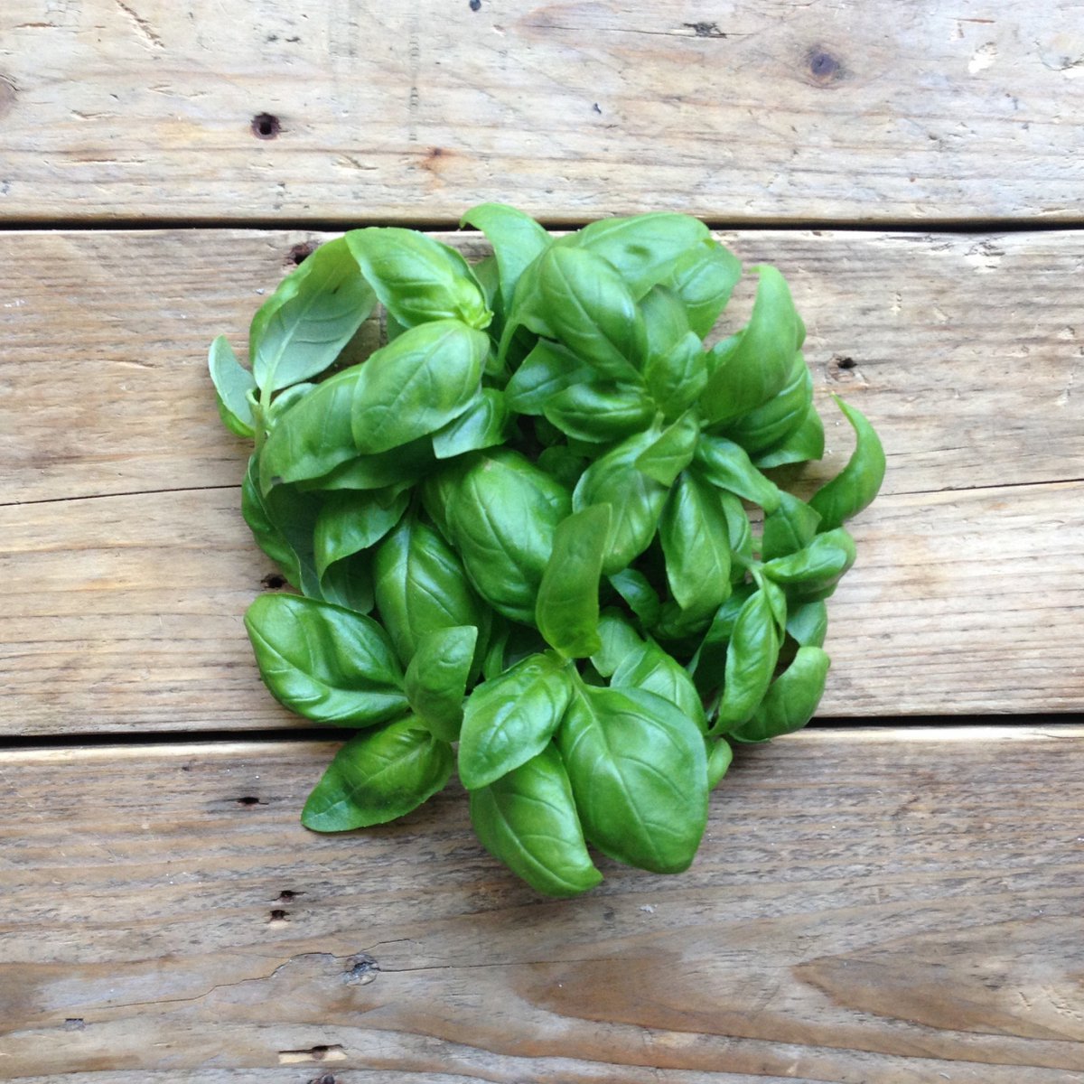 Piccolo %uyum_store% Basil Genovese Seeds