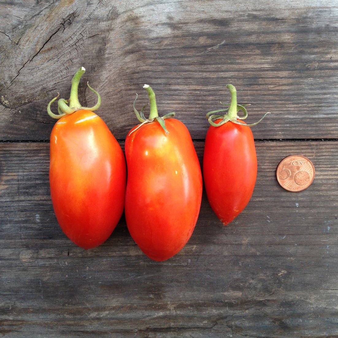 Piccolo %uyum_store% Tomato San Marzano Nano Seeds