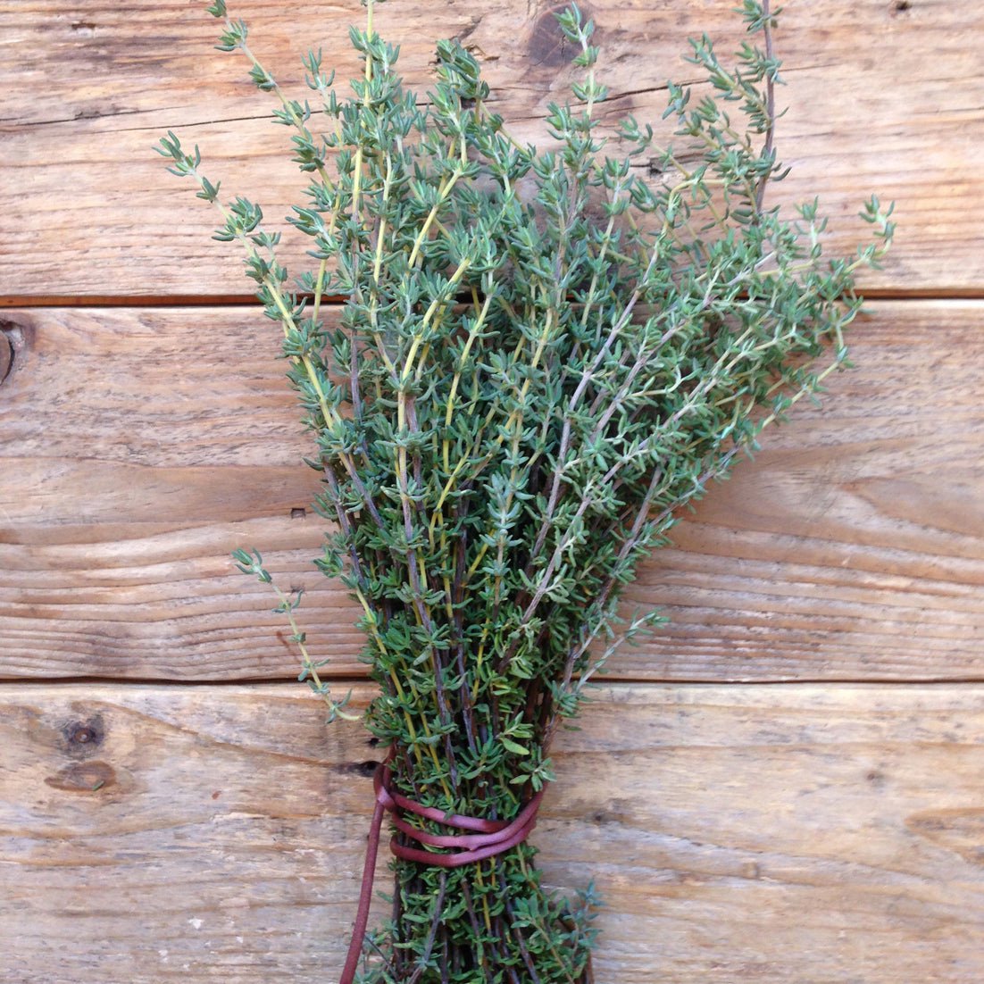 Piccolo %uyum_store% Thyme De Provence Seeds